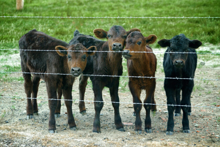 Know Your Vet, Facilities, and Animals for a Successful Calving Season